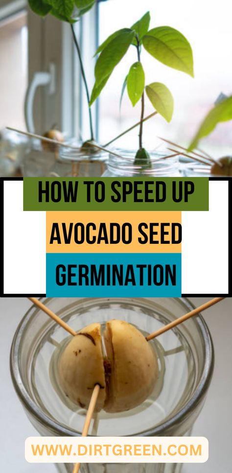 Planting An Avocado Seed, How To Sprout An Avocado Seed, How To Grow Avocado From Seed, Plant Avocado Seed, Avocado Plant From Seed, Avocado Seed Growing, Avocado Plant, Grow Avocado, Inside Garden