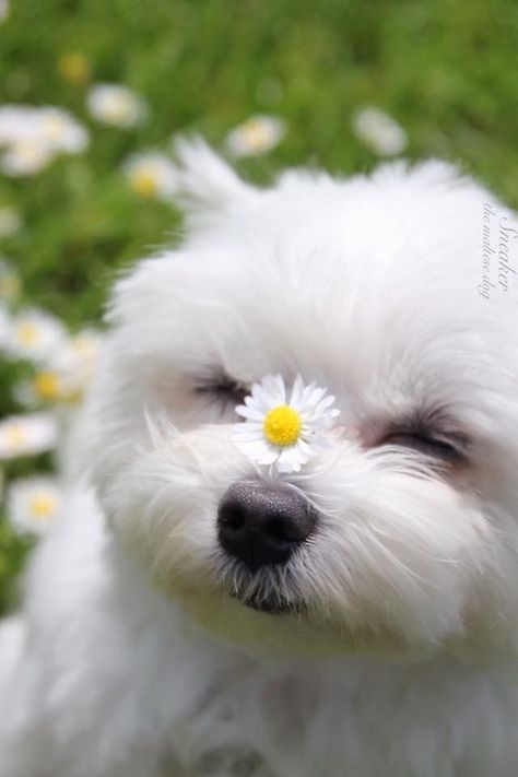 Maltese dogs are the sweetest, best dogs there are. Hypoallergenic and great cuddlers!!! Maltese Dogs, White Dog, Maltese, A Flower, Dogs, White