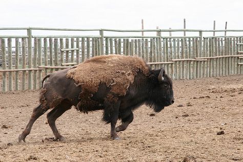 Bison running Bison Running, Buffalo Stampede, Bull Running, Bear Running, Bison Tattoo, Buffalo Painting, Running Tattoo, Bull Painting, Zoological Garden