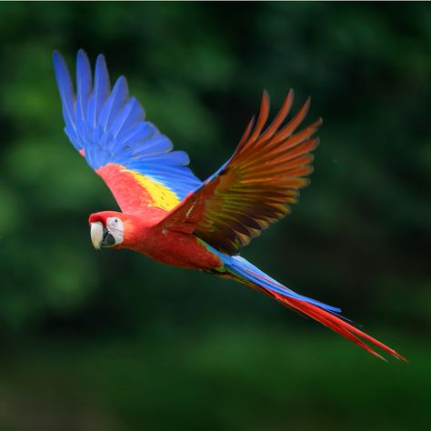 Scarlet Macaw • Facts • Rainforest Animals Amazon Animals, Parrot Flying, Scarlet Macaw, Rainforest Animals, Tropical Animals, Macaw Parrot, Colorful Parrots, Most Beautiful Animals, Airbrush Art