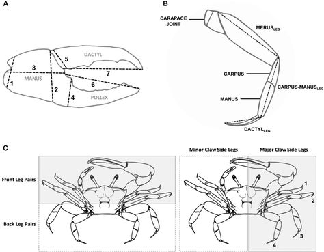 https://www.researchgate.net/figure/Diagram-of-A-the-major-claw-of-male-fiddler-crabs-Gray-text-denotes-the-different-claw_fig1_328104176 Fiddler Crab, Captain Nemo, Crab Feast, Rhino 3d, Crab Claws, Animal Reference, Deep Sea Creatures, Blue Crab, Artistic Inspiration