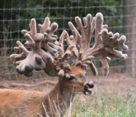 Largest Whitetail Buck in History | The Buck Known as Free Agent becomes the Largest Ever at 500 Plus ... Whitetail Deer Pictures, Animals With Horns, Big Deer, Deer Pictures, Whitetail Bucks, Buck Deer, Bowhunting, Deer Family, Mule Deer