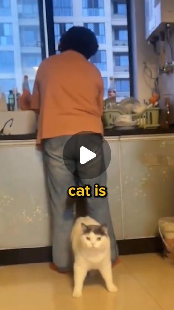 Funny Cat Videos Can't Stop Laughing, Cats Sleeping Funny, Cats Meowing, Kitty Videos, Cat Room Decor, Cat Meowing, Cat Videos Funny, Cat Communication, Kitten Decor