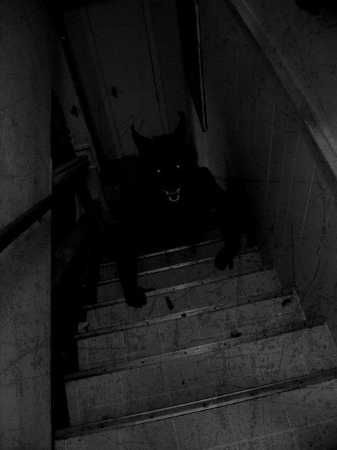 Dark stairs Black Figures Shadows Scary, Creepy Hallway Aesthetic, Creepy Corridor, Creepy Stairs, Dark Basement, Paranormal Aesthetic, Stairs In The Woods Creepy, Shadow Wolf, Werewolf Aesthetic