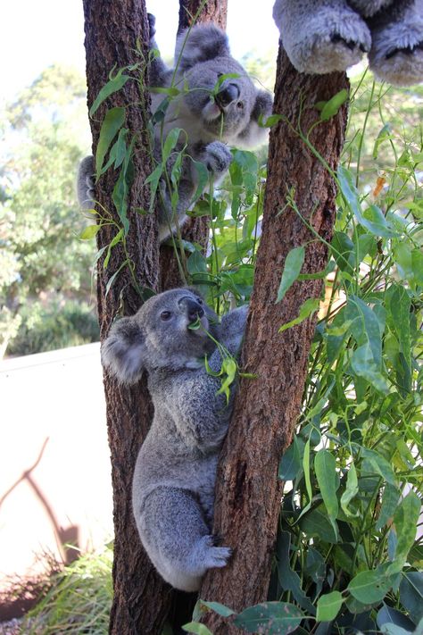 Caversham Wildlife Park, Australia Wildlife, Western Australia Travel, The Wombats, Australia Perth, Work In Australia, Australia Trip, Koala Bears, Failed Relationship