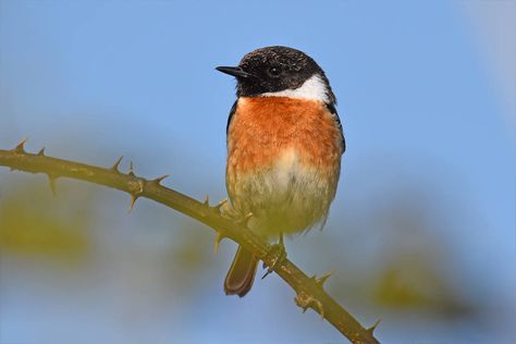 Acadian Flycatcher, Eurasian Oystercatcher, Secretary Bird Photography, European Wildlife, Stonechat, Very Beautiful Images, Great Bustard Bird, Migratory Birds, Group Art