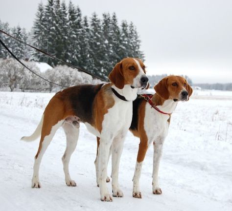 American Foxhound 05 Fox Hounds, Harrier Dog, Best Family Dog Breeds, Foxhound Dog, Coon Hunting, Fox Hound, Family Dogs Breeds, English Foxhound, English Coonhound