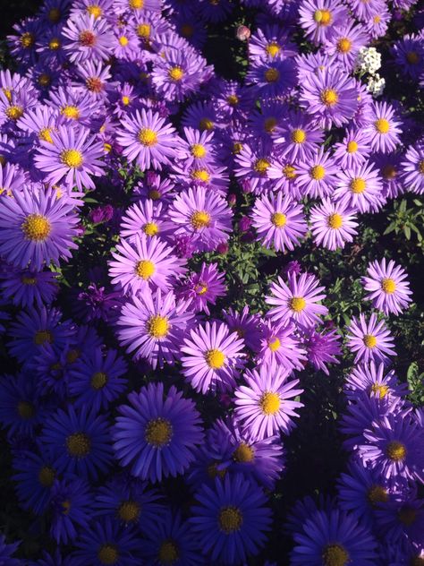 Purple Daisies Aesthetic, Purple Daisy Aesthetic, Daisy Purple, Purple Easter, Woman Artwork, Purple Wildflowers, Daisy Wallpaper, Purple Daisy, Garden Makeover