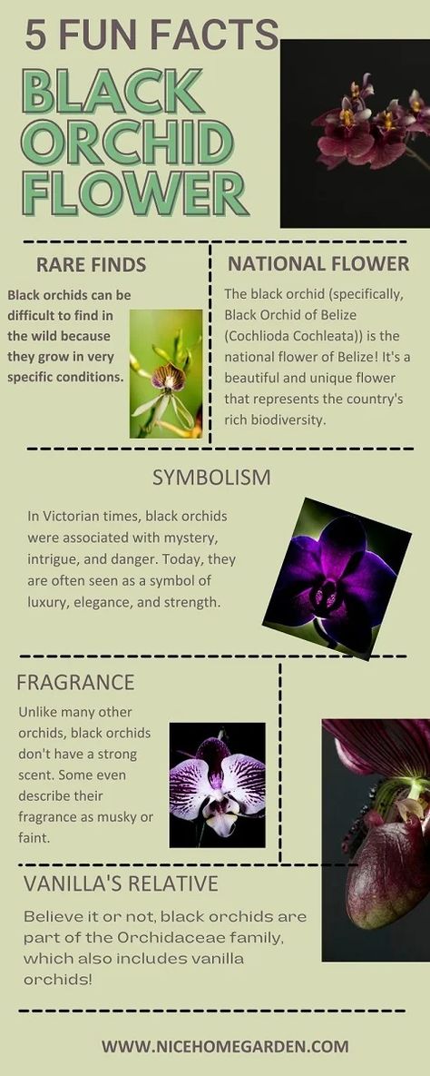 Black orchid flower fun facts Black Orchid Flower, Orchid Meaning, Orchid Tattoo, Vanilla Orchid, Flower Meanings, Led Grow, Black Orchid, Fascinating Facts, Orchid Care