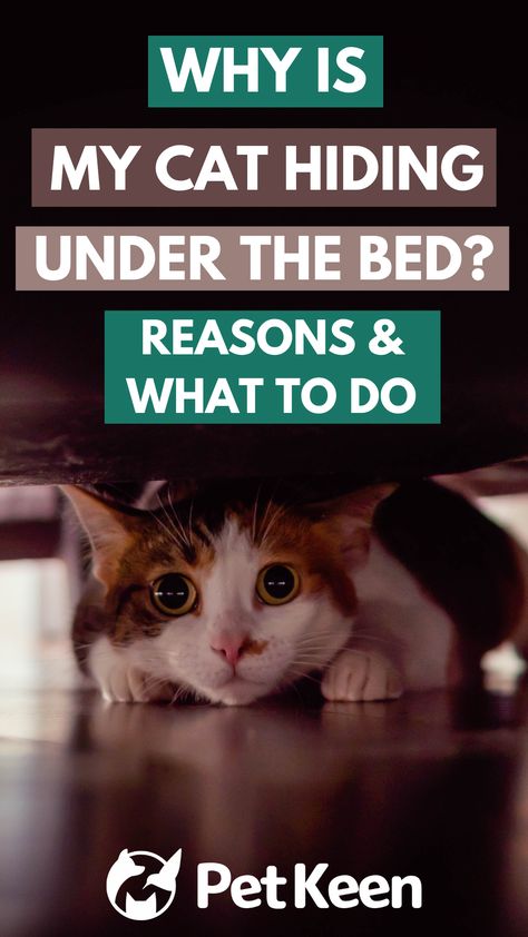 As a cat owner, you’ve likely seen your pet hiding under your bed a time or two. It’s normal cat behavior for cats to hide themselves away, but sometimes it seems as if your pet is spending way too much time beneath the bed. So, should you be concerned? Cat Hiding Places Diy, Cat Hiding Places, Diy Hiding Places, Cat Hiding, Hiding Places, Cat Behavior, Cat Shelter, Under Bed, Catfish