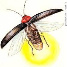 Firefly Drawing, Bug Drawing, Firefly Tattoo, Lighting Bugs, Bugs Drawing, Fly Drawing, Firefly Art, Lightning Bug, Bug Tattoo