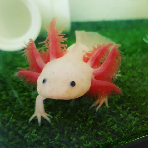 Blue Gill Leucistic Axolotl Aesthetic Axolotl, Axolotl Aesthetic, Axolotl Oc, Axolotl Wallpaper, Axolotl Tattoo, Axolotl Art, Axolotl Cute, Beautiful Pics, Walking