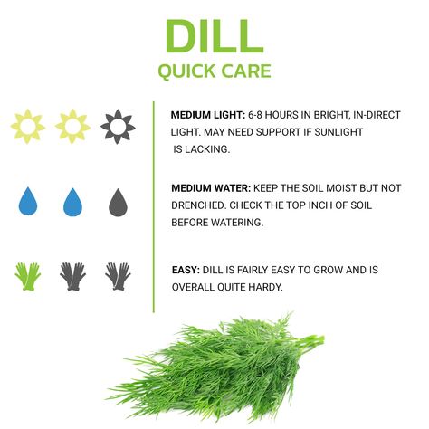 Another quick care, this time about dill. Dill is a delicious herb, and goes in a huge range of dishes. Best of all, dill is quite easy to grow, and can be done in small spaces. It makes the perfect windowsill herb, and is the perfect addition to a kitchen garden. Dill Plant How To Grow, Growing Rosemary Indoors, Growing Dill, Grow Dill, Dill Plant, Dill Herb, How To Grow Dill, Growing Herbs Indoors, Growing Rosemary