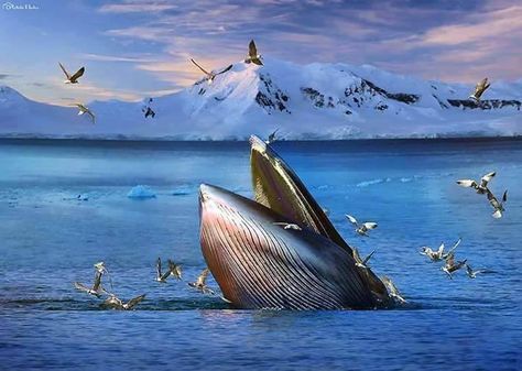 Sea Mammal, Fauna Marina, Water Animals, Underwater Life, Water Life, Marine Mammals, Deep Blue Sea, Humpback Whale, Ocean Creatures