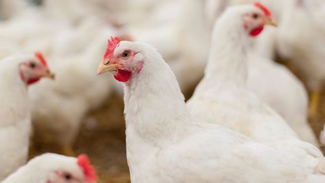 16 cases of Salmonella reported in Colorado after backyard poultry outbreak Backyard Poultry, Poultry Farm, Wild Birds, The Guardian, Free Photos, How To Stay Healthy, Rooster, Health Care, Chicken