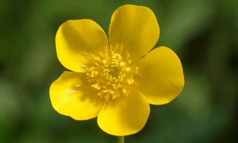 Secrets of the shiny yellow buttercup | Science | The Guardian Buttercup Flower, Sparkling Lights, Peach Blossoms, Ranunculus, Flower Seeds, Clematis, Pretty Flowers, Watercolor Flowers, Spring Flowers