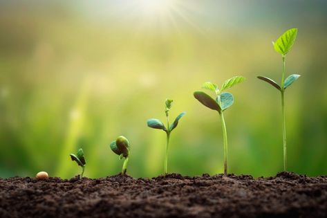 Growing Plants Wallpaper, Green Background Landscape, Agriculture Pictures, Leadership Communication, Food Background Wallpapers, Food Background, Tree Growth, Growth And Decay, Life Vision