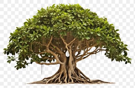 Banyan Tree Drawing, Banyan Tree Illustration, Architecture Tree Png, Tree Vector Png, Banyan Tree Bonsai, Dry Tree, Shiva Pics, Tree Root, Inspired Illustration