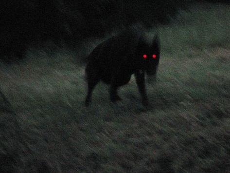 England's Black Shuck is one of the world's scary creatures that may actually exist. Black Shuck, Werewolf Aesthetic, John Wilson, The Ancient Magus Bride, She Wolf, Ushuaia, Six Feet Under, Red Eyes, The Grass