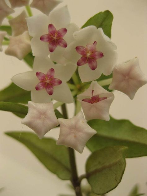 https://flic.kr/p/VZXohv | HOYA BELLA IN ACTION Hoya Obovata Flower, Hoya Types, Hoya Bella Flower, Hoya Bella, Hoya Collection, Hoya Obovata Splash, Hoya Plant, Flower Chart, Flower Meanings