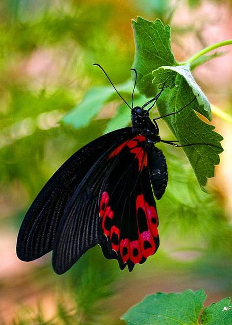 butterfly Yellow Orange Butterfly, Eastern Black Swallowtail Butterfly, Red Spotted Purple Butterfly, Purple Butterfly Real, Moth Caterpillar, Butterflies Of South Africa, Butterfly Fairy, Butterfly Photos, Outdoors Tattoo