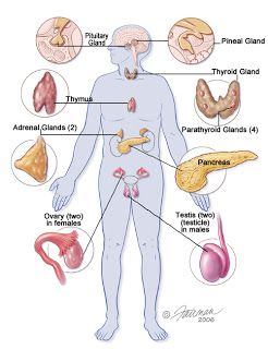 endocrine pancreas Brain Lobes, Yoga History, Anatomy Organs, Ap Psychology, Cervical Pain, Acupressure Therapy, Systems Art, Brain Structure, Human Body Parts