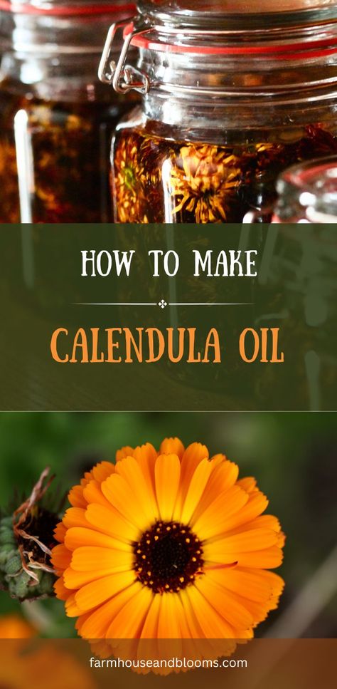 two pictures, one of calendula oil in jars, and one of a bright orange calendula flower Infused Oil Recipes, Herbal Properties, Calendula Tea, Calendula Flowers, Medicinal Herbs Garden, Harvesting Herbs, Calendula Flower, Medicinal Herb, Calendula Oil