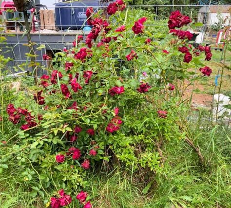 When to Transplant a Rose Bush: A Step by Step Guide - Crafty Little Gnome Transplanting Roses, Homemade Rose Water, Kill Weeds Naturally, Roses In The Garden, Rustic Wood Lanterns, Rooting Roses, Stepping Stones Diy, Garden Board, Organic Mulch