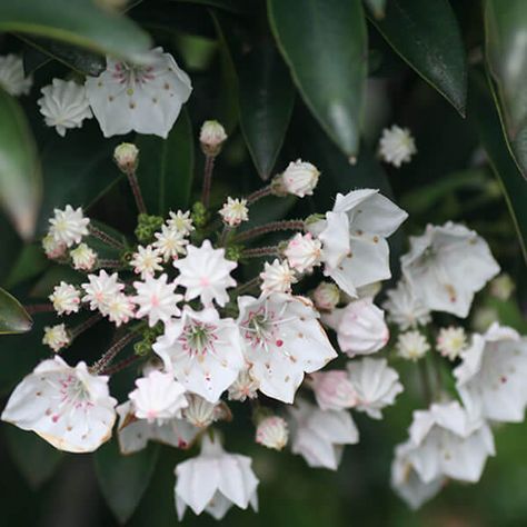 'Elf' Mountain Laurel - Grown By Overdevest Heritage Poster, Plant Structure, Stay Soft, Mountain Laurel, Moon Garden, Late Spring, Evergreen Shrubs, Types Of Plants, Green Flowers