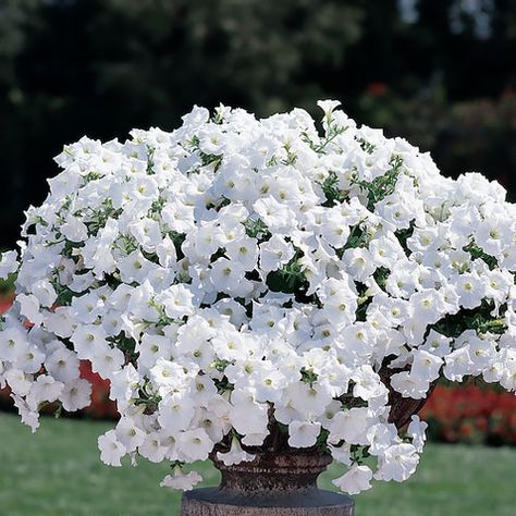 Easy Wave White trailing petunia seeds Cascading Petunias, White Petunias, White Hanging Baskets Flowers, Petunia Hanging Baskets, Night Sky Petunia, Wave Petunias, Petunia Flower, Easy Waves, Front Yard Plants