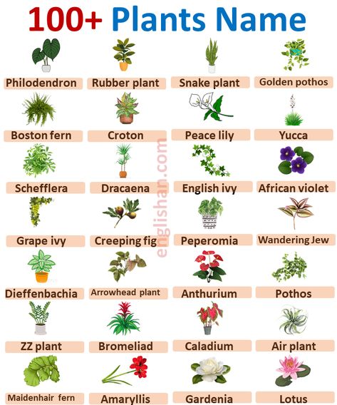 Common House Plants Names, Types Of Plants Chart, Scientific Names Of Plants, Ornamental Plants With Names, Plants Name With Pictures, Plant Names Ideas, Trees Name In English, Scientific Names Of Flowers, Names Of Plants