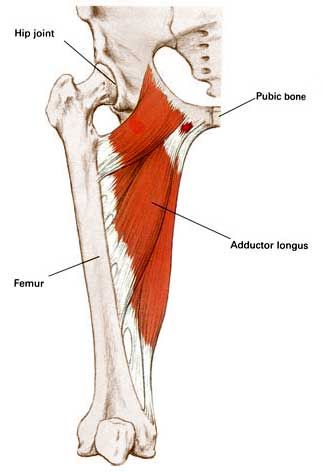 ADDUCTOR LONGUS--- adducts, flexes, & rotates thigh Adductor Muscles, Hip Anatomy, Human Muscle Anatomy, Muscle Stretches, Yoga Anatomy, Tight Hip Flexors, Human Body Anatomy, Lower Limb, Muscle Anatomy