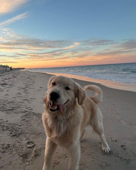 Wholesome Dog, Perros Golden Retriever, Golden Doodles, Angel Babies, A Golden Retriever, Very Cute Dogs, Really Cute Dogs, Pets 3, Fluffy Animals