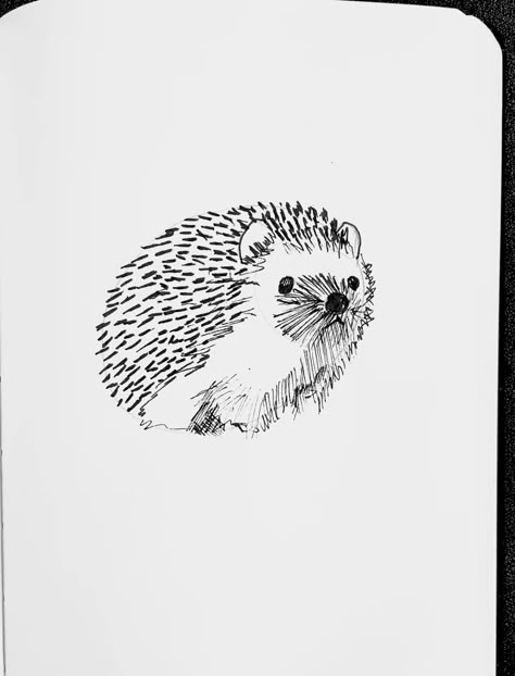 Hedgehog line art on ink   #draw #drawing #sketching #sketchbook #sketch #drawthisinyourstyle #pencilsketch Hedgehog Drawing Reference, Small Animal Sketches, Hedgehog Line Drawing, Hedgehog Drawing Illustration, Hedgehog Drawing Cute, Hedgehogs Drawing, Draw Hedgehog, Aesthetic Hedgehog, Cute Hedgehog Drawing