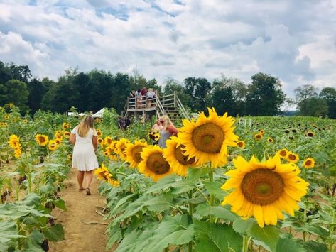 A Visit To The Coshocton Sunflower Festival Is The Spark Of Joy You Needed This Summer Sunflower Festival, Franklin Park Conservatory, Columbus Zoo, German Village, Outdoor Concert, Summer Bucket List, Outdoor Yoga, The Spark, Summer Bucket Lists