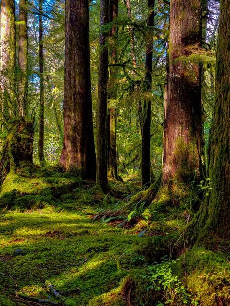 Oregon coastal forest on a sunny day... Mother Tree, Coastal Forest, Sunny Forest, Beautiful Trees, Tree Leaves, Beautiful Tree, Sunny Day, Live Action, Spring And Fall