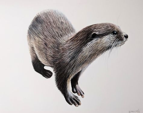 Otter Drawing Colored Pencil Otter Otter Artwork Hand Drawn Wildlife Illustration 11x14 - Etsy UK Otter Drawing, Drawing Colored Pencil, Wildlife Illustration, Scratch Art, Wooden Fish, Sea Otter, Colored Pencil Drawing, Color Pencil Drawing, Art Lesson