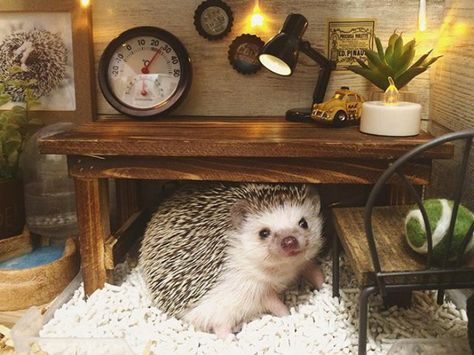 Hedgehog Day, Moon At Night, Happy Hedgehog, Little Creatures, A Hedgehog, Groundhog Day, Hedgehogs, At Night, Did You Know