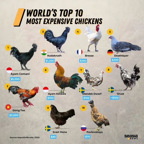 Seasia.co - 🐓 Various chicken breeds worldwide boast unique traits, and some command staggering prices, as revealed in Beautiful Life magazine's 'List of Most Expensive Chickens in the World.'  Topping the list is Indonesia's Ayam Cemani, priced at USD 5,000 for a pair, followed closely by Viet Nam's Đông Tảo at USD 2,600 and India's Kadaknath at $1,200.  Each breed's value transcends mere market metrics, with a blend of uniqueness, rarity, and historical significance contributing to their esteemed positions in poultry valuation.  This intriguing catalog highlights the captivating diversity within the realm of poultry and the substantial worth placed on certain breeds.  #Seasia #SeasiaNews #Expensive #Chicken #SoutheastAsia #ASEAN #Asia | Facebook Cemani Chicken, Kadaknath Chicken, Largest Chicken Breed, Rhode Island Red Chickens, Ayam Cemani, Ranch Living, Marketing Metrics, Rhode Island Red, Eagle Images