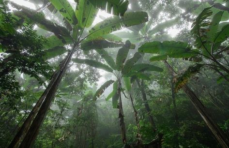 In The Forest, The Forest, Trees, Forest, Log In, Log, Plants, Green