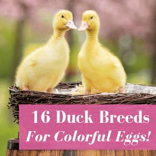 Here's 16 pet duck breeds to raise for colorful eggs! Friendly personalities, and they'll lay blue, green, white, and even black eggs! Chicken Egg Colors, Bantam Breeds, Frizzle Chickens, Duck Pens, Pet Duck, Animal Farming, Duck Egg Colour, Pekin Duck, Backyard Ducks