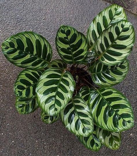 Houseplants Safe For Cats, Dog Safe Plants, Calathea Makoyana, Peacock Plant, Indoor Palms, Plant In Pot, Pink Amazon, Christmas Plants, Plants For Hanging Baskets