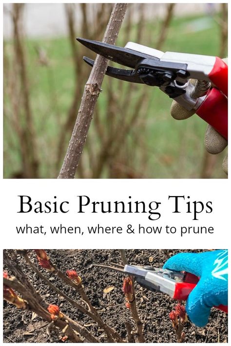 Simple garden maintenance like pruning doesn't have to be complicated, and helps to create a beautiful garden. Learn some basic pruning tips on what to prune, when, and how to do it. #gardeningtips #gardeningbasics #pruningtips Simple Garden, Organic Vegetable Garden, Garden Maintenance, Low Maintenance Garden, Home Vegetable Garden, Organic Gardening Tips, Diy Garden Projects, Lush Garden, Gardening For Beginners