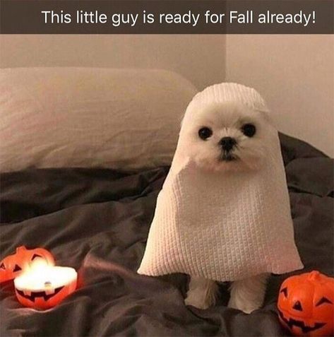 Halloween Meme, Halloween Memes, Funny Animal Photos, Funny Dog Memes, Baby Animals Funny, Funny Animal Memes, Funny Animal Pictures, Dog Memes, Animal Memes