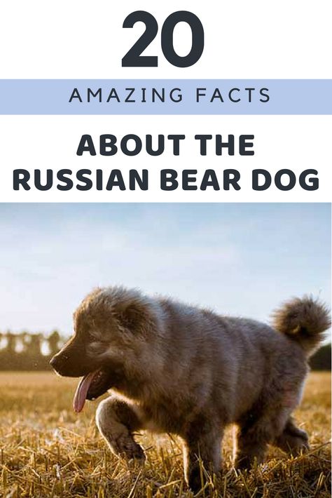 20 Amazing Facts About the Russian Bear Dog #russianbeardog #caucasianOvcharka #guarddogs Caucasion Shepherds, Caucasian Dog, Russian Bear Dog, Tattoos Pets, Pet Tattoo Ideas, Russian Dogs, Caucasian Ovcharka, Russian Bear, Big Dog Breeds