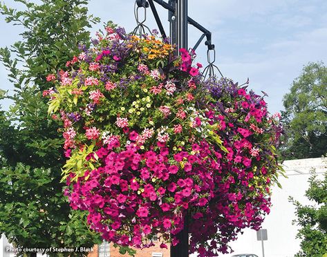 Hanging Planters Outdoor, Pot Arrangements, Hanging Flower Basket, Artificial Hanging Baskets, Basket Garden, Front Porch Flowers, Hanging Plants Outdoor, Gardening Backyard, Pond Garden