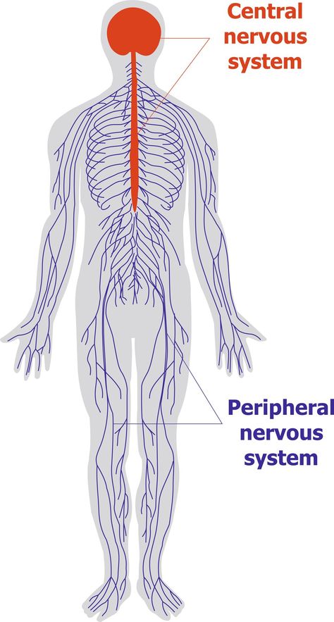 Sciatic Nerve Pain Relief, Human Nervous System, The Peripheral, Peripheral Nervous System, Nerve Health, Spinal Nerve, Sciatica Pain Relief, Nerve Pain Relief, Sciatic Nerve Pain