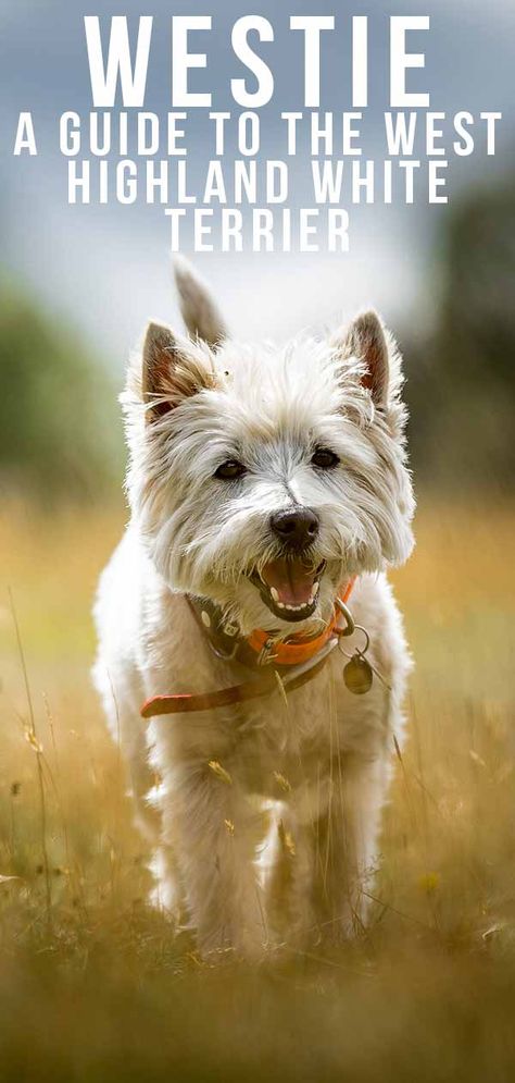 Westie Dog Breed Information Centre For The West Highland White Terrier Westie Haircut Hairstyles, Westie Dogs West Highland Terrier, Children Running, Westie Dog, Westie Puppies, Highlands Terrier, Terrier Breeds, Westie Dogs, West Highland White