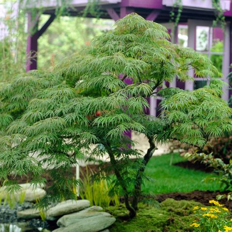 Acer Dissectum, Acer Garden, Acer Trees, Japanese Maple Tree, Gravel Garden, Acer Palmatum, Garden Makeover, Outdoor Gardens Design, Japanese Maple