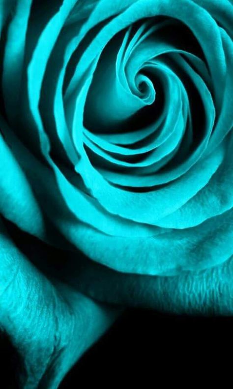 Detty Turquoise Aesthetic, Shades Of Teal, Shades Of Turquoise, Blue Dream, Aqua Turquoise, Bleu Turquoise, Blue Roses, Aqua Color, Tiffany Blue